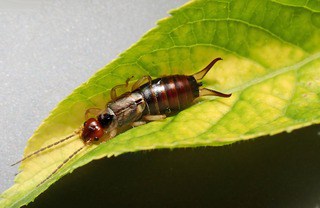 earwig to light